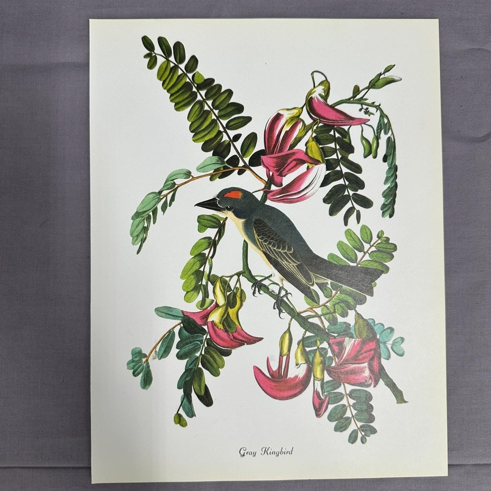 1950 Vintage Print Gray Kingbird American Bird Art Illustration Audubon 9x12